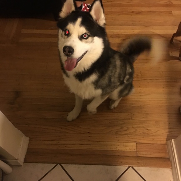 Meet your Posher, Celeste - Picture 1 of 1